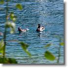 Gardasee-2007-06-19-116 * Auch hier tummeln sich Enten * 3648 x 2736 * (1.46MB)