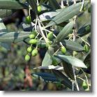 Gardasee-2007-06-21-044 * Rundgang Bardolino: Olivenpflanzen * 3648 x 2736 * (1.24MB)