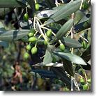 Gardasee-2007-06-21-045 * Rundgang Bardolino: Nochmal Olivenpflanzen * 3648 x 2736 * (1.15MB)