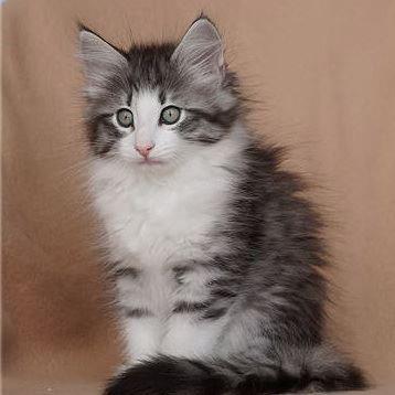 NELE - im Alter von 10 Wochen